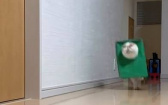 披著袋子的貓！　牠看到袋子就衝撞「下秒變湯瑪士小火車」