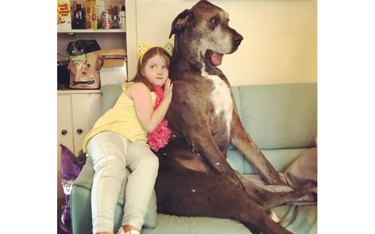 進擊的巨狗 世界最大的10種狗狗 站起來都比球星