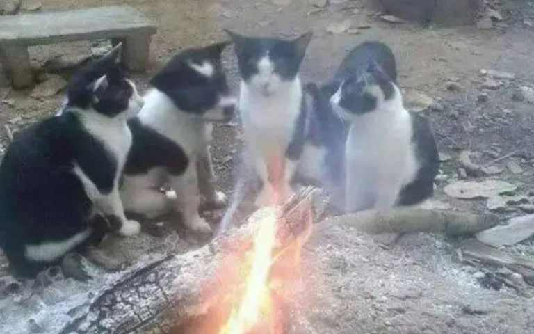 乳牛貓貓們圍爐烤火緊靠取暖　畫面一出網友驚：不對勁！