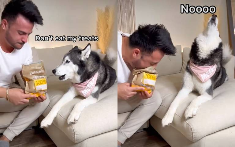 誰說你能吃!二哈零食被主人霸佔 狂吠哀號抗議