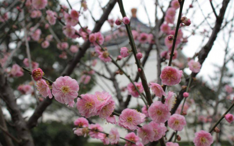 小寒賞梅趣!大台北絕美梅景大盤點 「這裡」梅花代表堅貞的愛情侶必來