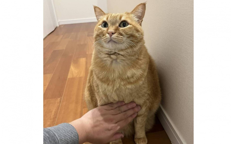 大橘確診了！日本飼主觸診愛貓肥肚肚　診斷結果貼網10萬人都認同