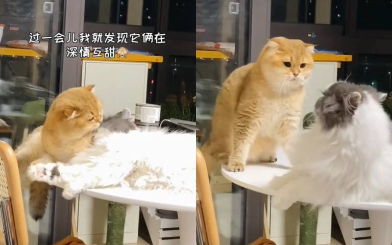 與女神共枕睡覺！色貓睡夢中舔人家　起來發現舔到一隻大壯漢