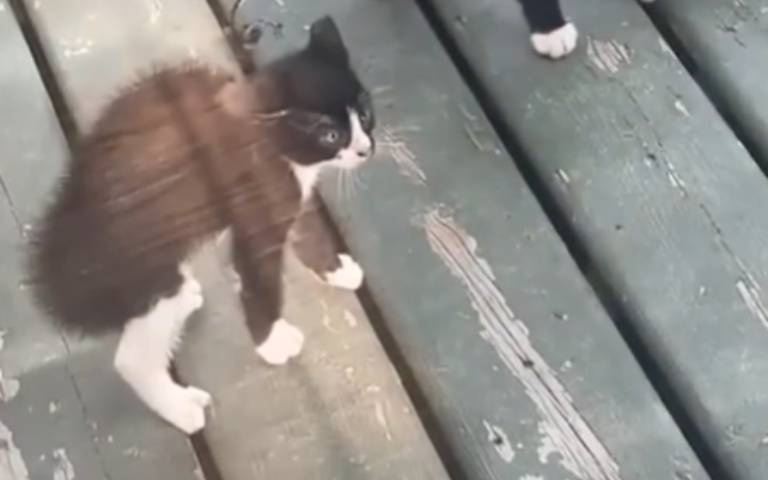 沒見過世面的農場貓貓！見到家貓「瘋狂炸毛」還不敢動　破萬人圍觀