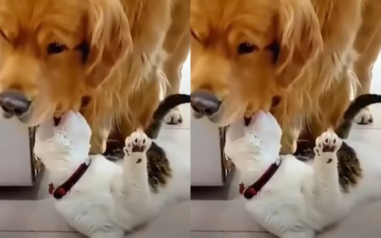 阿金咬住虎斑貓一路拖行　飼主正要開罵驚覺：原來是被害人來告狀