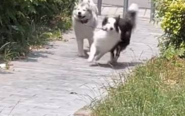 邊牧、二哈的脫困大賽　原來牠才是躺分仔