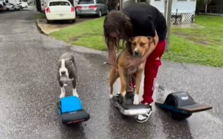 給萌寵一人配一台車！　男子新式遛狗讓自己好輕鬆