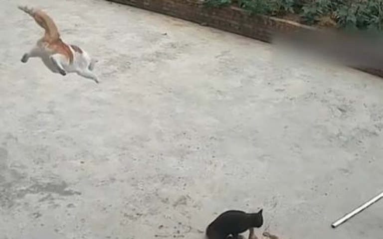 遭黑貓偷襲！　從天而降的英雄來拯救世界了