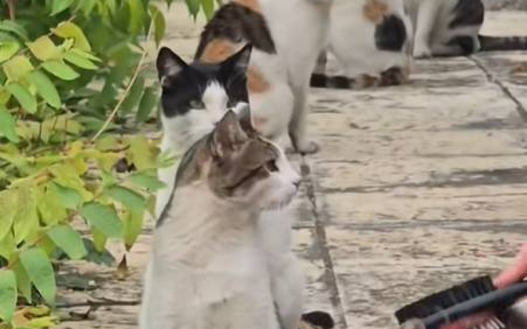 連貓咪都知道要排隊！　一個接一個等梳毛畫面太可愛