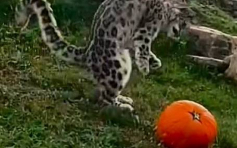 雪豹和南瓜玩耍神經兮兮　網友笑：貓終究是貓