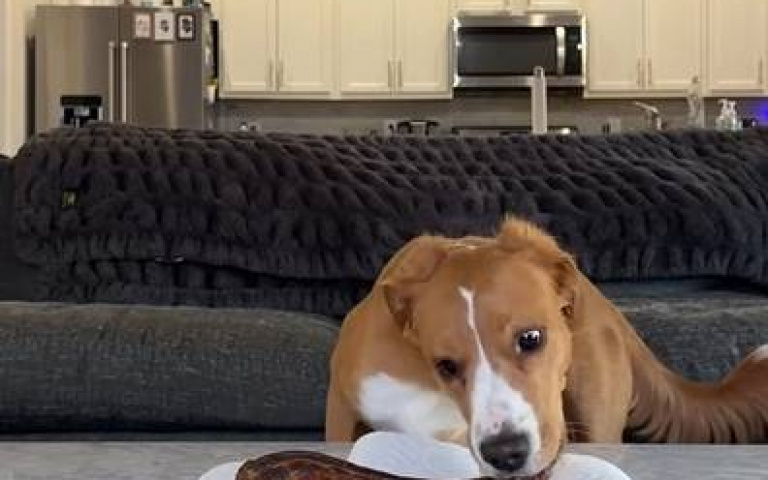 主人拿骨頭測試三隻狗狗的定力　牠聽到門一關「口腳並用開嗑」