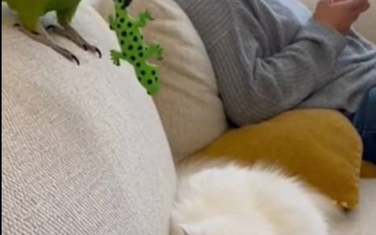 這隻鸚鵡有點欠揍　朝貓惡作劇…下秒魔性大笑