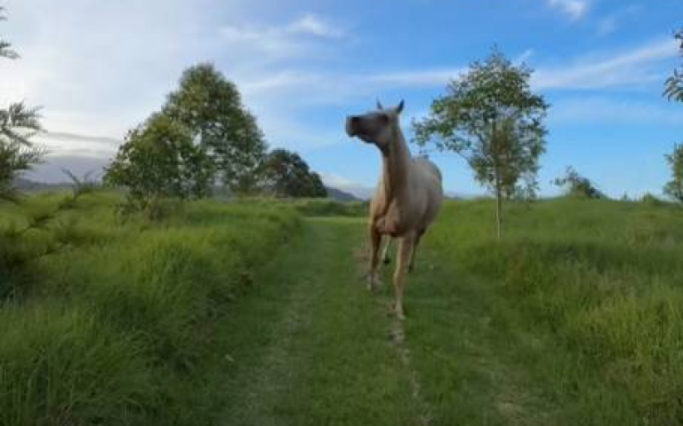 和馬玩追趕跑跳！　主人視角曝光了