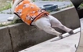 沒有內建四輪驅動　鬥牛犬跳水溝「結果受困了」