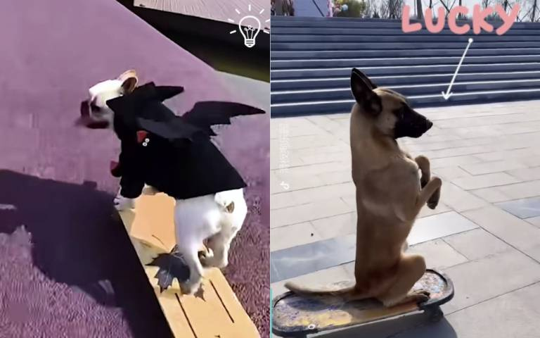 神犬滑板穩如泰山！技巧超神還能站立　網友直呼太驚人