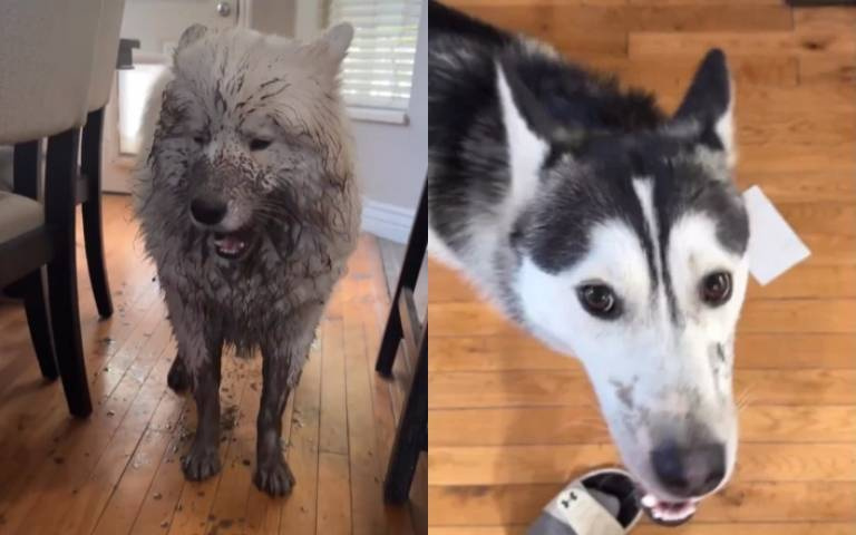 被二哈帶壞？薩摩耶剛洗完澡秒變黑炭　飼主見狀心態炸裂