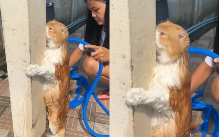 貼牆站好！貓咪罕見「洗澡不掙扎」任主人宰割