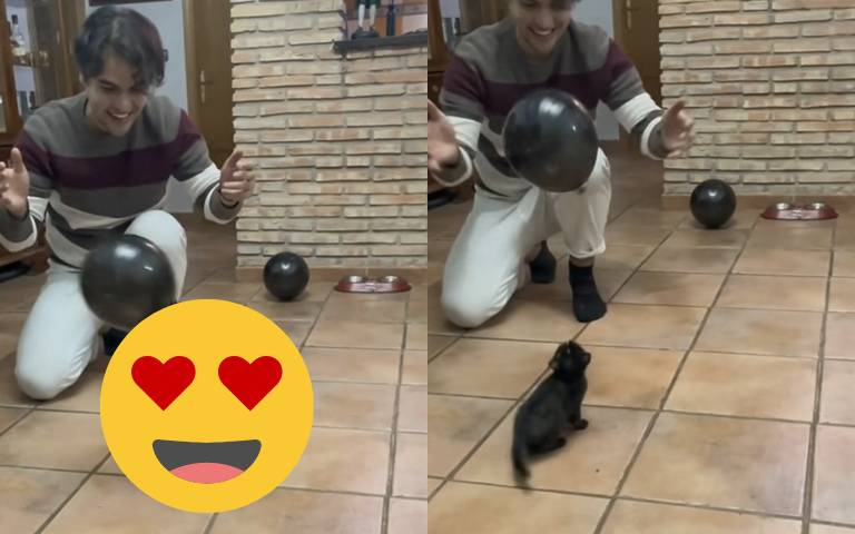 主人拿氣球跟小黑貓玩！小小身軀跳起來的模樣超萌！