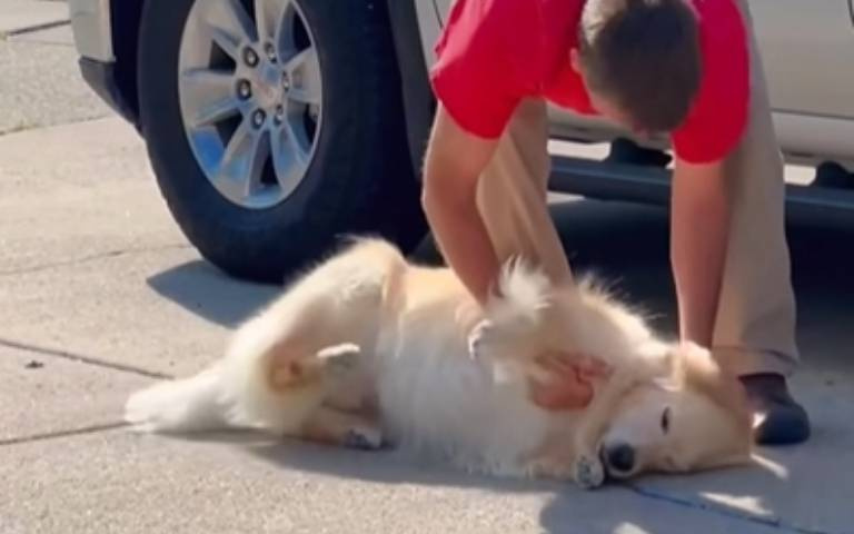 迎接主人超興奮！阿金折返跑爆衝　撒嬌討摸舒服到翻肚