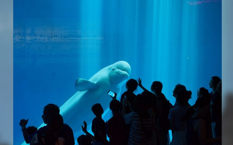 小朋友無限次免費入場　海生館超萌小白鯨、夢幻巨型海藻
