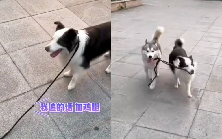 二哈脫序暴衝! 邊牧幫追回「只求加雞腿」?