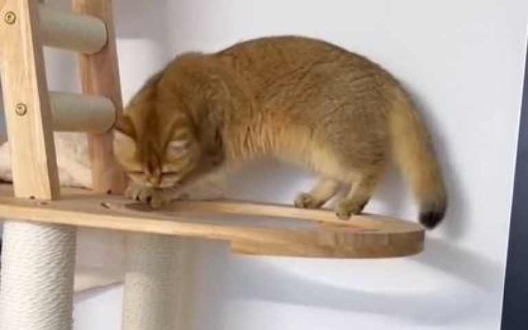 透明艙打盹卻差點跌死　貓咪驚恐表情包曝光