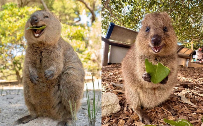不是玩偶！短尾袋鼠天生「開心臉」全球遊客搶著跟牠拍照