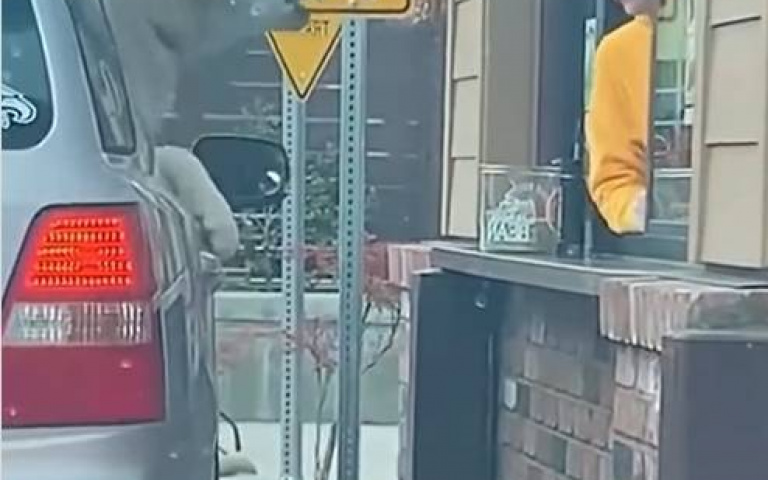 去得來速消費…狗狗能獲得免費禮物！　探頭討食畫面太可愛