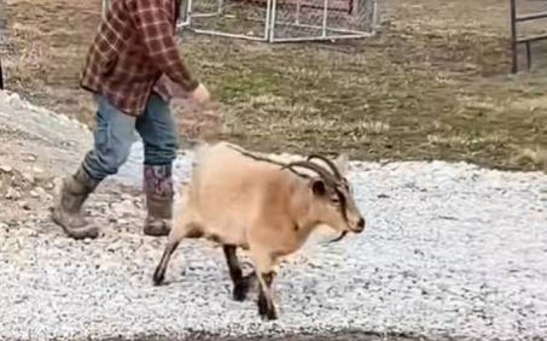 調皮搗蛋的羊！蓄力要撞人　他一掌輕鬆卸力