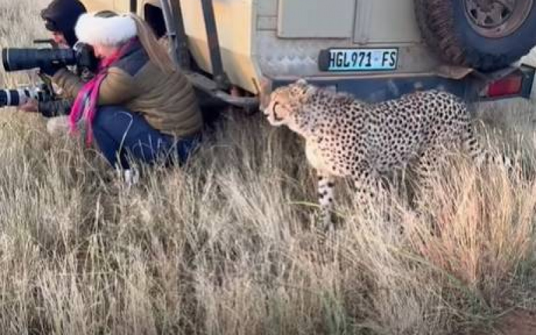 攝影師草原拍獵豹！　後方一隻突襲「還學貓叫」