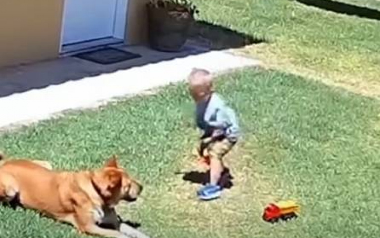 美洲豹闖進前院攻擊小男孩　大狗護主畫面曝光超霸氣