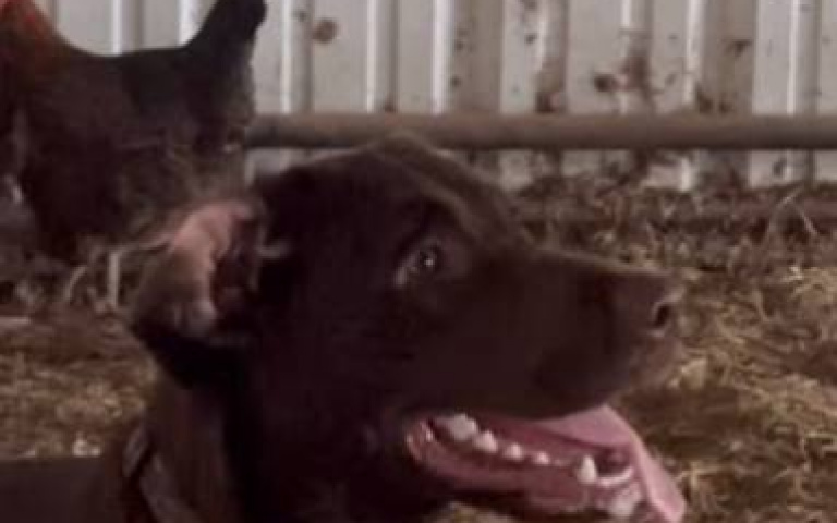 牧羊犬看過很多，牧雞犬你曾看過？ 雞逃亡「牠打卡上班」