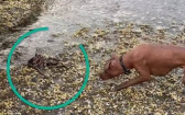 野生章魚偷襲狗狗！　網友看完片明白：牠太聰明了