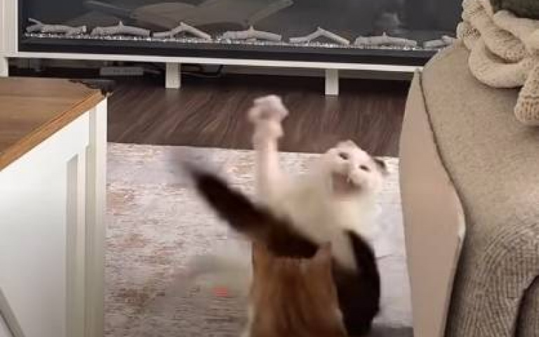 花貓被獅子震懾驚魂未定　下秒轉頭又被嚇到花容失色