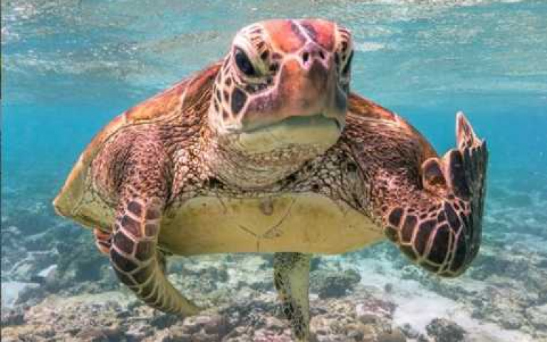 再逗樂你一次!龜大爺暴怒比中指?動物幫你說出職場真心話