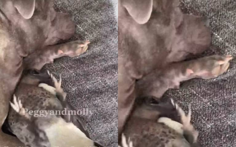 狗狗與喜鵲竟然變成母女？牽手依偎溫暖畫面曝光