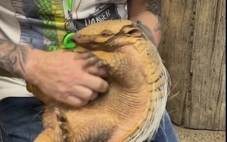 動物界外交官！超親人犰狳會逐一打招呼　討摸搔肚萌度爆表