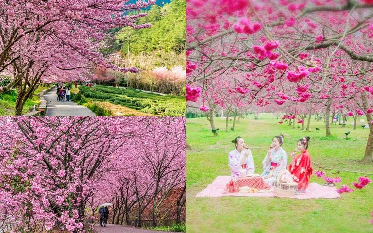 賞櫻3大玩法！武陵農場欣賞粉色櫻花海，阿里山「賞櫻列車」85折優惠！