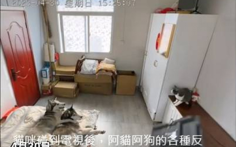 沒義氣的傢伙! 小貓自己弄倒電視「卻要二哈背鍋」