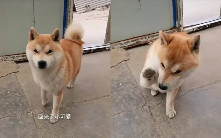 主人八卦老王的家務事　派阿柴當間諜「比手畫腳」說分明