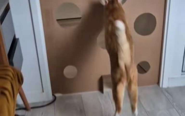 貓咪玩鯉魚躍龍門　測試牠的鑽洞功力