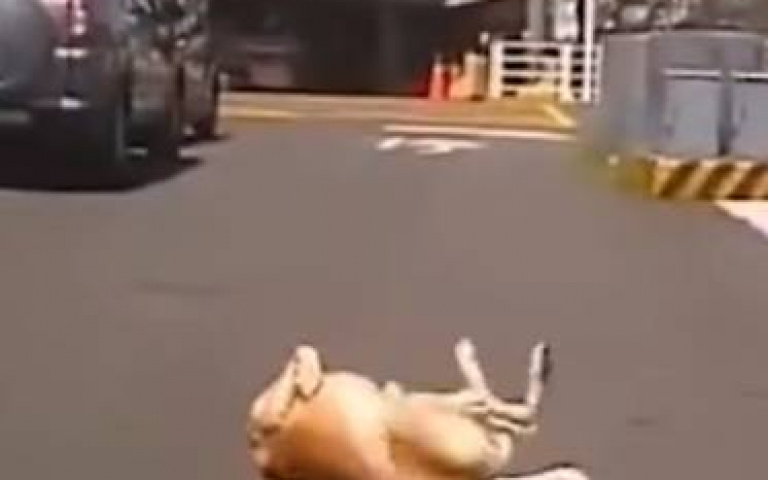 你這條狗躺在路邊抖什麼抖? 難道是想騙飼料吃?