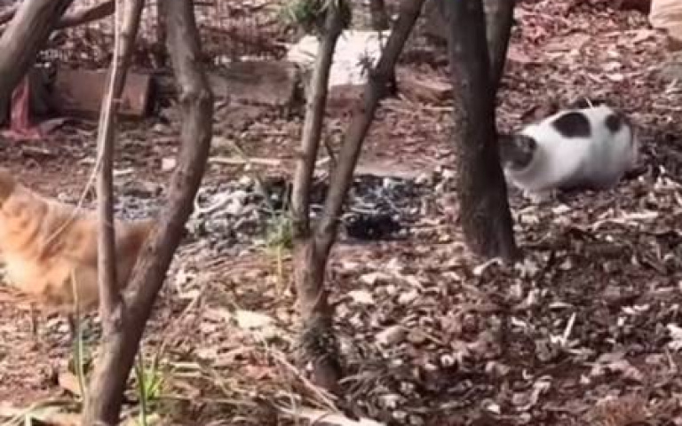 123木頭人？　貓咪攻擊雞「被抓包」…低端假動作全網看傻