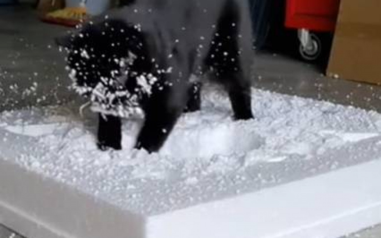 貓咪狂挖保麗龍後呆看鏡頭：藝術你們不懂！　網友都擔心一件事