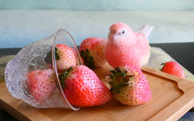 夢幻蜜桃色鸚鵡!毫無違和與草莓、水蜜桃混在一起