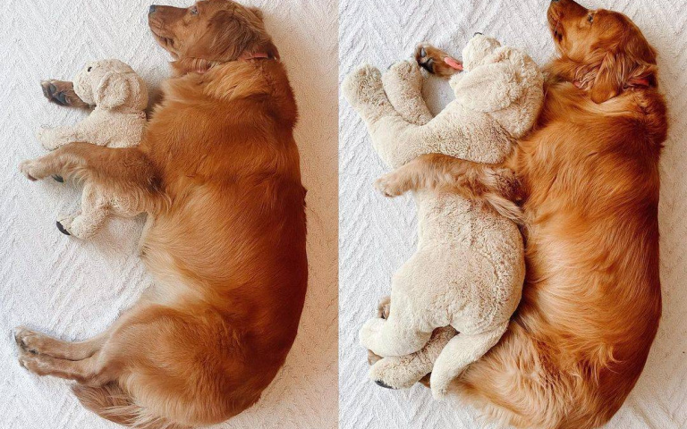 黃金獵犬把金毛公仔當成最好的「陪睡朋友」!隨著長大 SIZE也要跟著升級