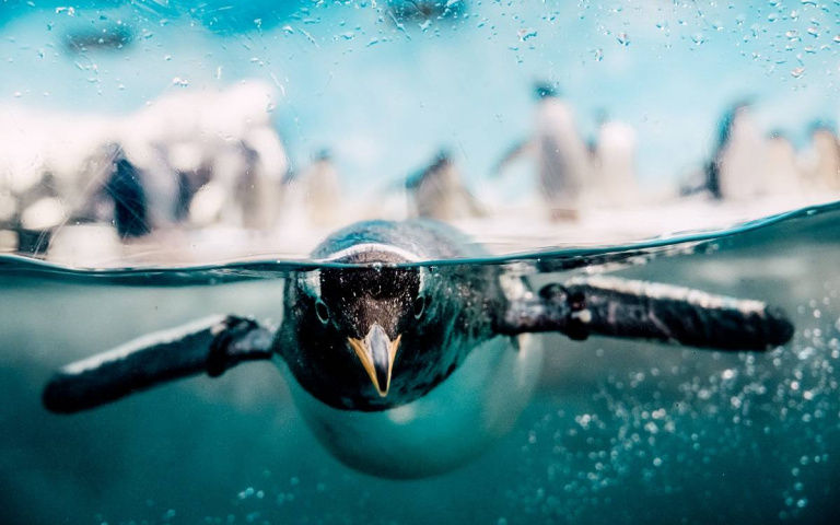 海生館重現電影「阿凡達」場景！企鵝、海豹、小白鯨陪你游泳玩水