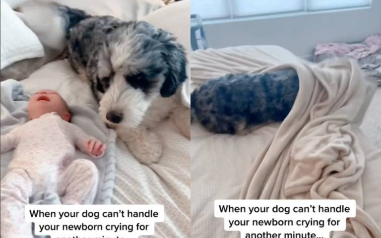 嬰兒哭鬧不止爸媽受不了！　連狗也聽不下去「鑽進被窩」