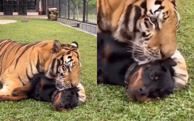 猛犬超無奈!被大虎壓在地上猛舔整條狗動彈不得