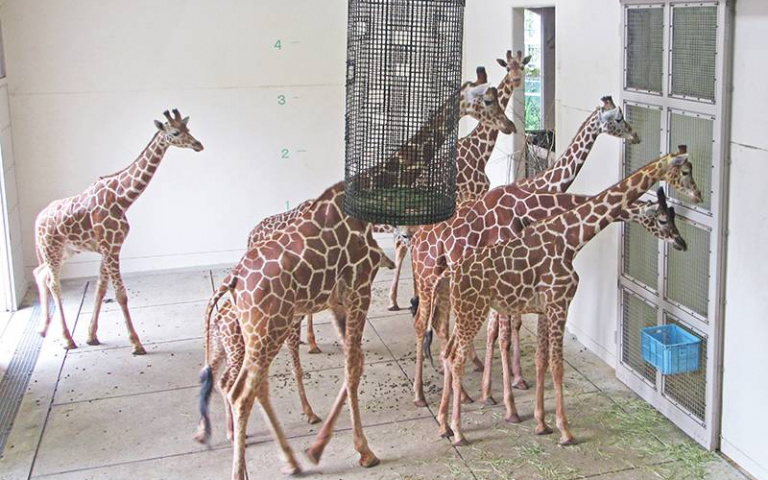 「生了生了！是男孩還是女孩？」產房外探視新生兒的長頸鹿們